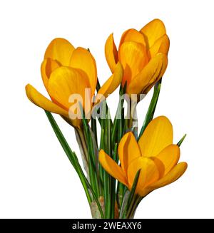 Fleurs jaunes Crocus au printemps isolé sur fond blanc. Objet avec masque. Banque D'Images