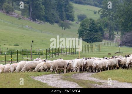 Troupeau de moutons dans le parc national Muranska Planina, Slovaquie Banque D'Images