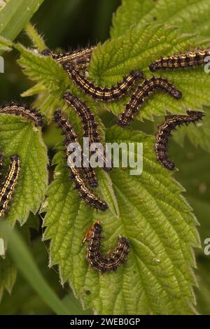 Gros plan vertical détaillé sur la chenille du petit papillon coloré en coquille de tortue, aglais urticae assis sur une feuille verte Banque D'Images