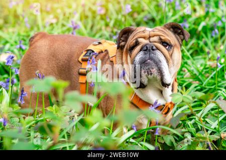 Red English British Bulldog Dog regardant vers le haut, et marchant dans l'herbe et les bluebells lors d'une chaude journée ensoleillée de printemps Banque D'Images