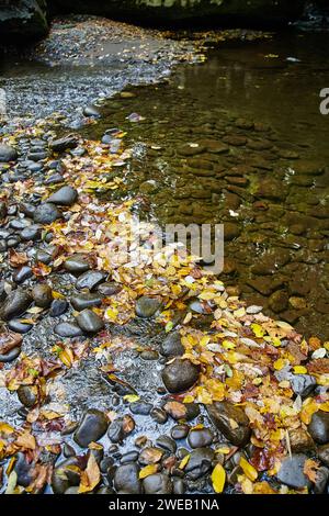 Feuilles d'automne dans Serene Creek Bed avec River Stones, Smoky Mountains Banque D'Images