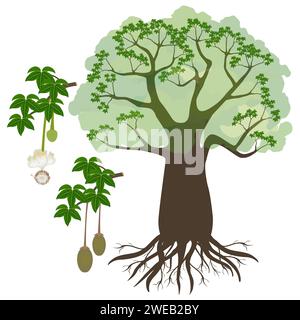 Baobab arbre avec fleur et fruits isolé sur blanc. Illustration de Vecteur