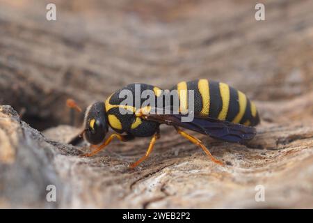 Gros plan détaillé sur un pollen coloré et unique collectant une petite guêpe, Celonites abbreviatus de Gard, France Banque D'Images