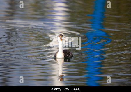 WESTERN Grebe Beak Wide Open Banque D'Images