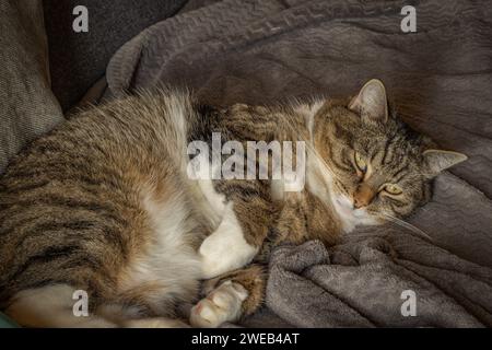 chat tabby, gros plan, endormi devant l'objectif Banque D'Images