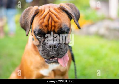 Portrait de chien boxeur. Jeune chien boxer assis dans un jardin. Banque D'Images