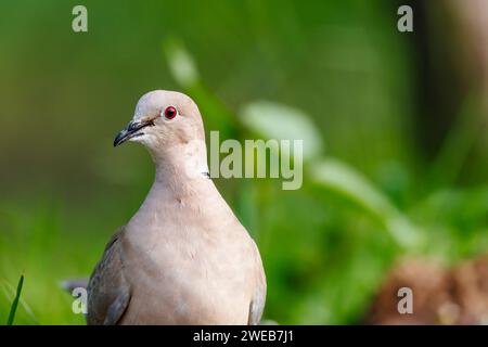 Une colombe à col eurasien, une colombe à col ou une colombe turque (Streptopelia decaocto) dans le parc national de Koros-Maros, comté de Bekes, Hongrie Banque D'Images