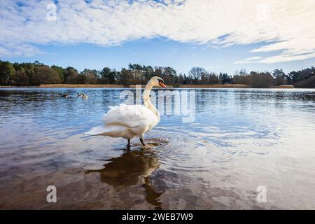 Un cygne muet (Cygnus olor) se tient dans l'eau potable à Frensham Little Pond, près de Farnham, Surrey, un lieu de beauté rural local et zone de loisirs, dans Banque D'Images