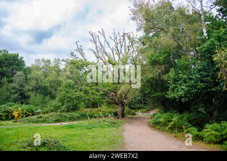 Chêne mature (Quercus robur) en détresse et mourant qui pousse le long d'un sentier à Frensham Little Pond près de Farnham, Surrey, dans le sud-est de l'Angleterre Banque D'Images