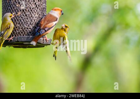 Un hawfinch (Coccothraustes coccothraustes) se dispute avec un sipeau (Carduelis spinus) dans une mangeoire à oiseaux, dans le parc national de Koros-Maros, en Hongrie Banque D'Images