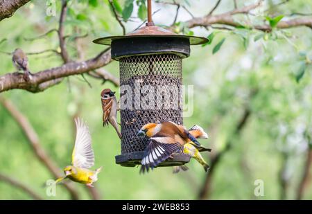 Un hawfinch (Coccothraustes coccothraustes) se dispute avec un sipeau (Carduelis spinus) et un Moineau domestique (passer domesticus) dans une mangeoire à oiseaux Banque D'Images