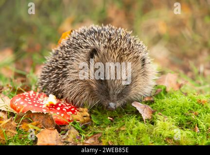 Hedgehog, Nom scientifique : Erinaceus Europaeus. Gros plan d'un hérisson sauvage, indigène, européen à Auturmn, avec tabouret de crapaud agaric rouge Fly sur mousse verte Banque D'Images