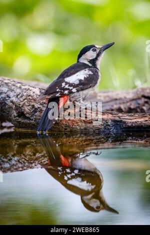 Pic syrien (Dendrocopos syriacus) avec réflexion dans l'eau dans un étang du parc national de Koros-Maros, comté de Bekes, Hongrie Banque D'Images