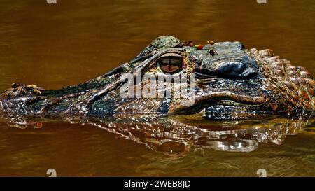 Caïman se caïman au bord du fleuve dans la forêt amazonienne, sa tête et son museau couverts de mouches colorées, réserve de Cuyabeno dans la région amazonienne Banque D'Images