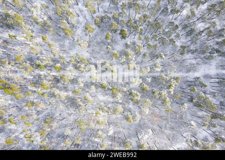 Forêt d'hiver avec sentier de vue aérienne de dessus. Vue panoramique de la forêt enneigée d'en haut. Banque D'Images