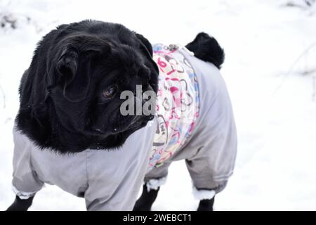 Portrait de chiot noir contre paysage de neige blanche. Beau chien mignon porté dans des combinaisons chaudes grises. Museau intelligent, regard pensif sur le côté. Banque D'Images