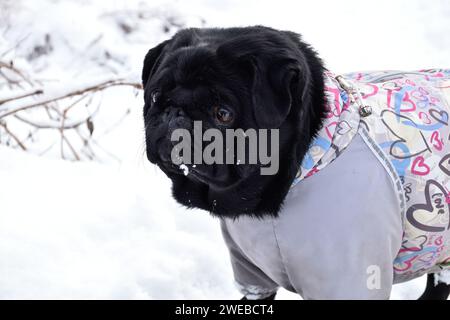 Gros plan portrait de chiot noir contre paysage de neige blanche. Magnifique chiot de race pure portée dans une combinaison chaude grise. Museau intelligent dans la neige. Banque D'Images