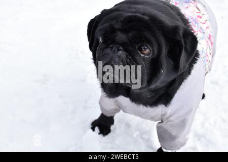 Gros plan portrait de chiot noir contre paysage de neige blanche. Magnifique chiot de race pure portée dans une combinaison chaude grise. Museau intelligent, pensif. Banque D'Images