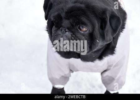 Gros plan portrait de chiot noir contre paysage de neige blanche. Magnifique chiot de race pure portée dans une combinaison chaude grise. Museau intelligent, pensif. Banque D'Images