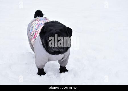 Belle chiot noir porté dans des combinaisons chaudes grises. Mignon Pug marchant parmi les dérives de neige dans le parc d'hiver. Museau intelligent, regard pensif sur le côté Banque D'Images