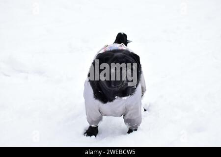 Belle chiot noir porté dans des combinaisons chaudes grises. Mignon Pug marchant parmi les dérives de neige dans le parc d'hiver. Museau intelligent, regard pensif sur le côté Banque D'Images