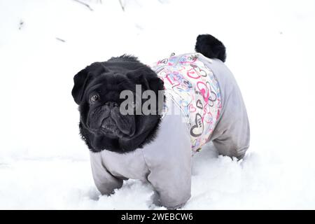 Belle chiot noir porté dans des combinaisons chaudes grises. Mignon Pug marchant parmi les dérives de neige dans le parc d'hiver. Museau intelligent, regard triste. Banque D'Images