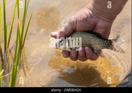 Le pêcheur libère le poisson qu'il a attrapé. Les mains d'un pêcheur près de l'eau tenant une carpe crucienne. Gros plan Banque D'Images