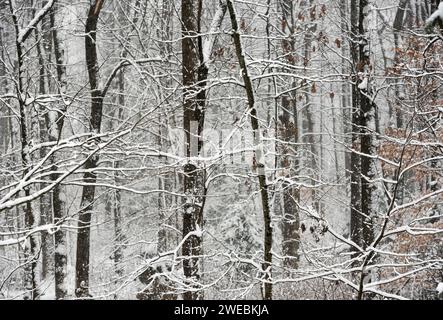 Détail des arbres forestiers couverts de neige. Banque D'Images