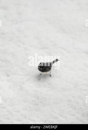 Oiseau à la recherche de nourriture après une neige. Banque D'Images