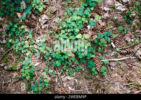 oseille de bois oxalis acetosella poussant sur le plancher forestier sous le district de lac de conifères cumbria angleterre royaume-uni Banque D'Images