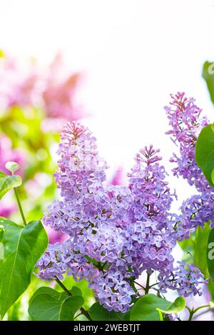 Fleurs de lilas violettes sur le buisson. Belles fleurs de Syringa, mise au point sélective. Banque D'Images