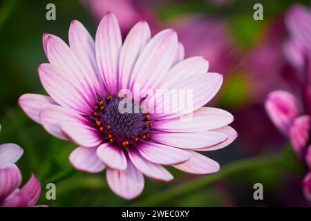 Belle Marguerite africaine (Osteospermum). Cap Daisy gros plan Banque D'Images