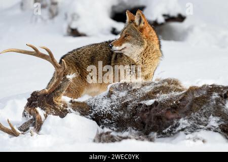 Coyote (Canis latrans) regarde à gauche au-dessus de Buck Carcass Winter - animal captif Banque D'Images