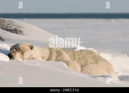Ours polaire, Ursus maritimus, gros sanglier mince et vieux repose dans la neige le long de la côte arctique, 1002 zone de la réserve faunique nationale de l'Arctique, Alask Banque D'Images