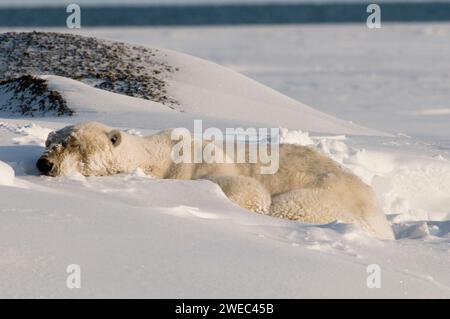 Ours polaire, Ursus maritimus, gros sanglier mince et vieux repose dans la neige le long de la côte arctique, 1002 zone de la réserve faunique nationale de l'Arctique, Alask Banque D'Images