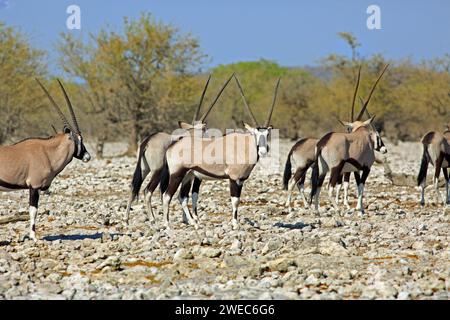 Troupeau d'Oryx Gemsbok debout sur les plaines rocheuses sèches, avec le buisson africain en arrière-plan dans le parc national d'Etosha, Namibie Banque D'Images