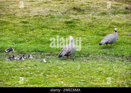 Une famille d'oies des hautes terres sauvages (Chloephaga picta) avec des oisons. Îles Falkland, Royaume-Uni. Banque D'Images