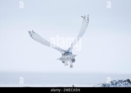 La chouette des neiges juvénile, Nycttea scandiaca, prend son envol d'une plage le long de la côte arctique à l'automne, 1002 zone de la réserve nationale de faune arctique, A. Banque D'Images