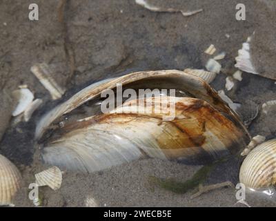 Sablier, palourdes à coquille molle, palourdes à coquille molle, palourdes à large col, cuiseur à vapeur (Mya arenaria, Arenomya arenaria), sur la plage de la mer du Nord, Allemagne Banque D'Images