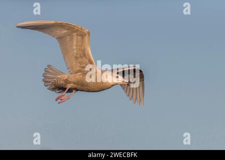 Mouette glauque (Larus hyperboreus), oiseau immature en vol, vue latérale, Açores, Terceira Banque D'Images