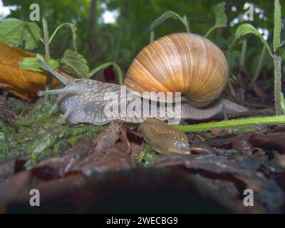 Escargot romain, escargot, escargot, escargot comestible, escargot de pomme, escargot de vigne, escargot de vigne, escargot de vigne (Helix pomatia), rampe sur le sol, G Banque D'Images