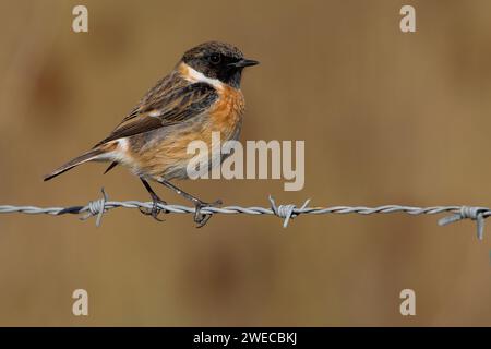 Stonechat commun, stonechat européen (Saxicola rubicola, Saxicola torquata rubicola), perching mâle sur une clôture de fil barbelé, vue latérale, Italie, Toscane Banque D'Images