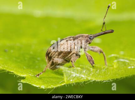 Bird-Cherry Weevil (Anthonomus rectirostris), assis sur une feuille, Allemagne Banque D'Images