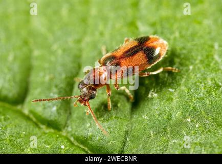 Monoceros Beetle (Notoxus monoceros), assis sur une feuille, vue de dessus, Allemagne Banque D'Images