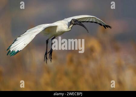 African Sacred ibis (Threskiornis aethiopicus), en vol plané, vue latérale, Italie, Toscane, Piana fiorentina ; Stagno dei Cavalieri, Firenze Banque D'Images