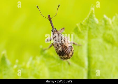 Bird-Cherry Weevil (Anthonomus rectirostris), assis sur une feuille, Allemagne Banque D'Images