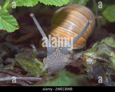 Escargot romain, escargot, escargot, escargot comestible, escargot de pomme, escargot de vigne, escargot de vigne, escargot de vigne (Helix pomatia), vue de face, Allemagne Banque D'Images