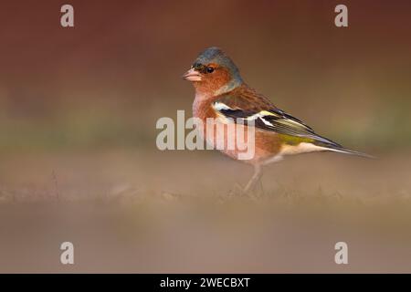 Pincette, pincette eurasienne, pincette commune (Fringilla coelebs), fourrage mâle dans une prairie, vue latérale, Italie, Toscane, Piana fiorentina; Stagno di Banque D'Images