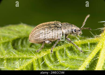 Charançon à nez large (Tanymecus palliatus), assis sur une feuille, Allemagne Banque D'Images