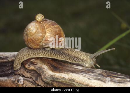 Escargot romain, escargot, escargot, escargot comestible, escargot de pomme, escargot de vigne, escargot de vigne, escargot de vigne (Helix pomatia), rampe sur une branche, G Banque D'Images